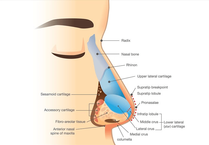 Understanding the Structure of the Nose